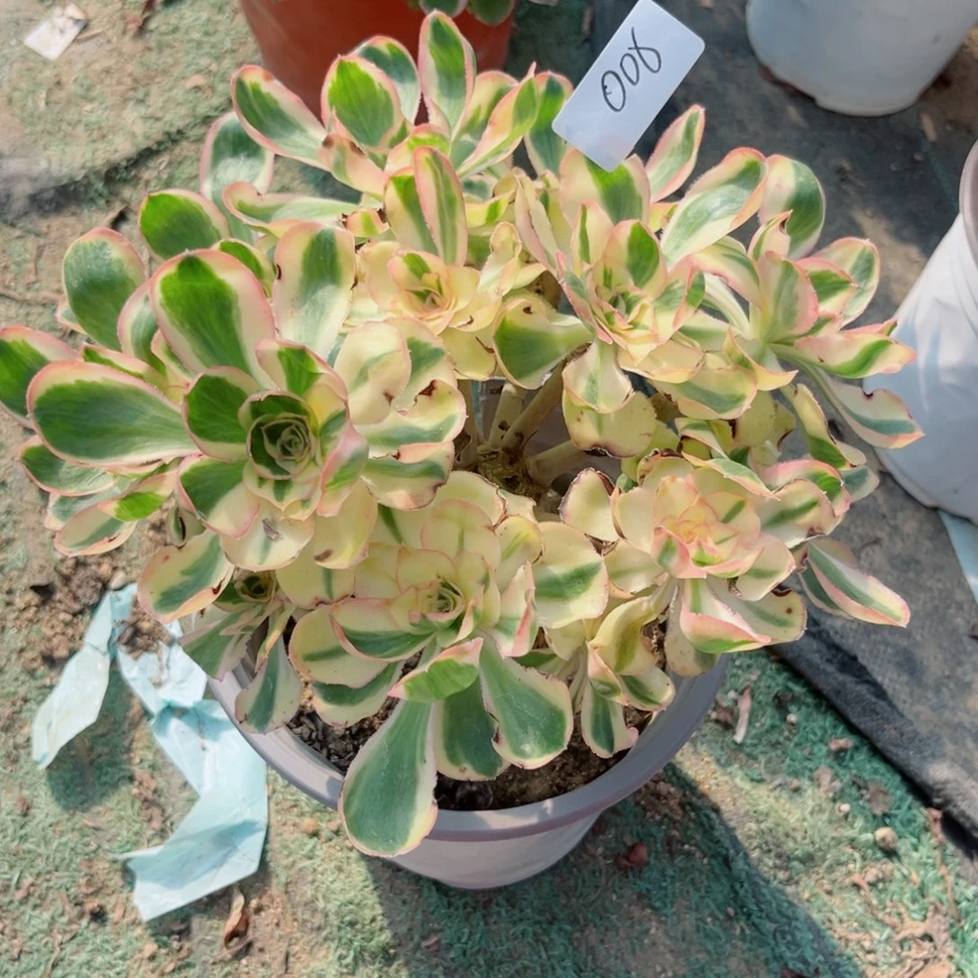 006燕姿锦多肉法师