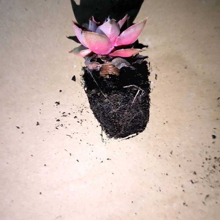 满6元包邮，大和之舞老苗