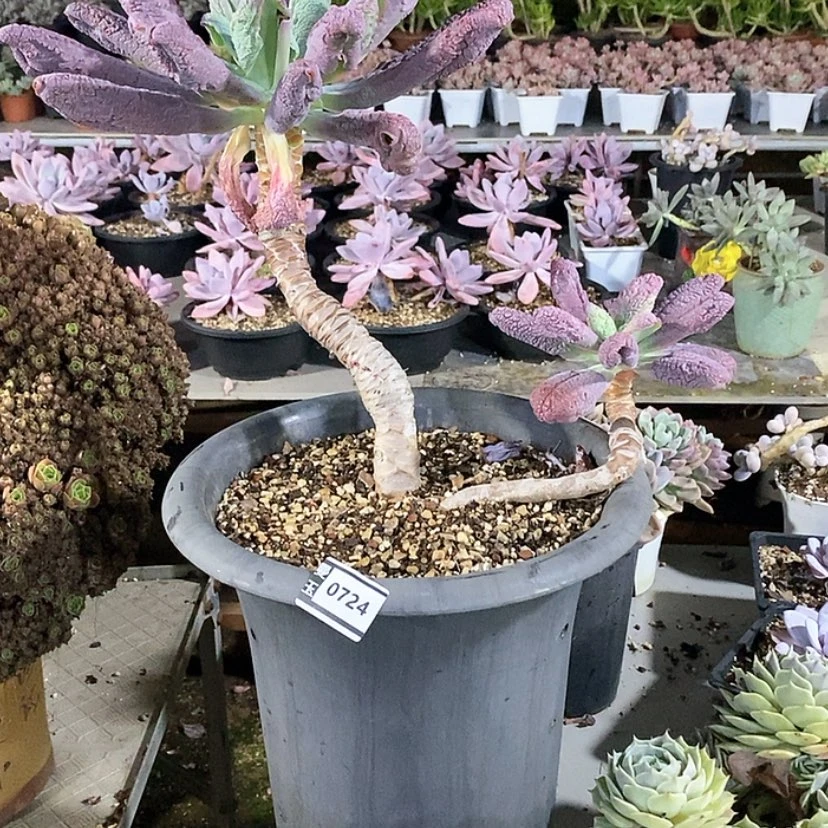 【闪购商品】男0724