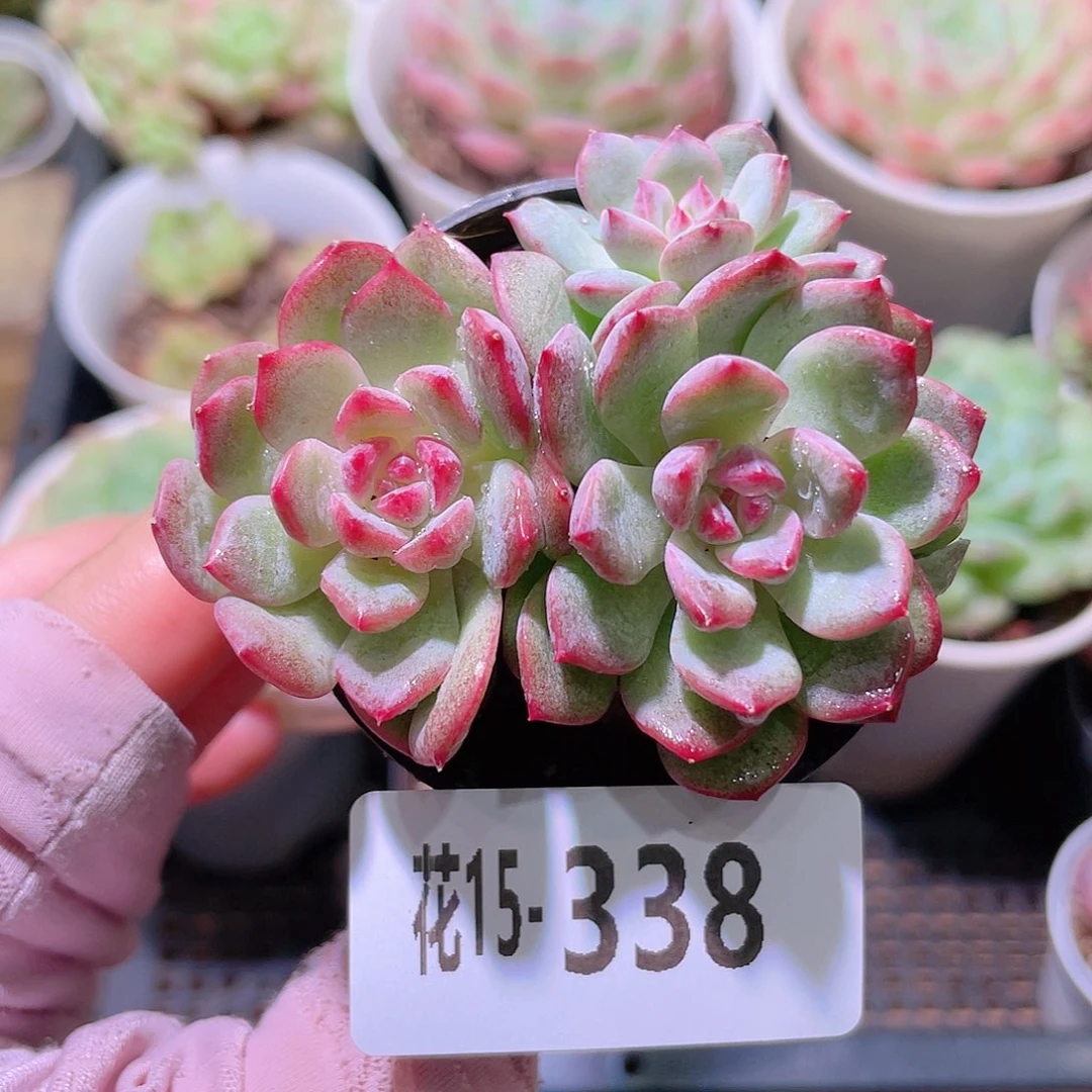 花利美15-338新品