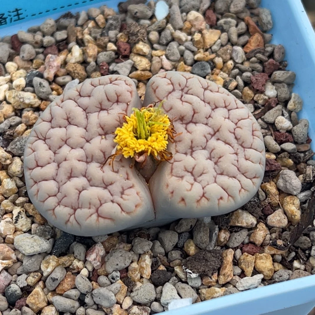 9124蜜纹189一颗。