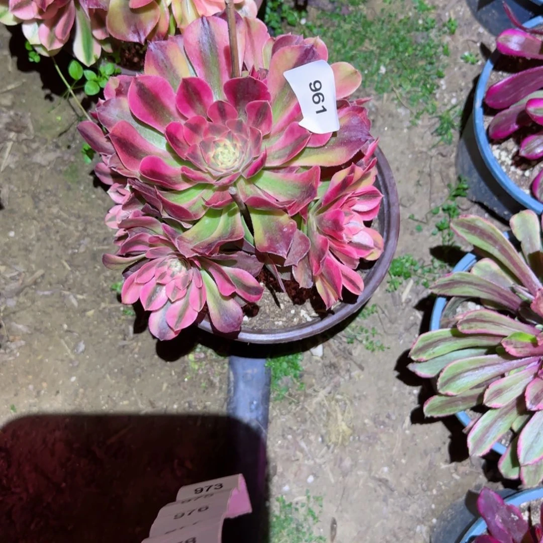 红秀法师多肉961