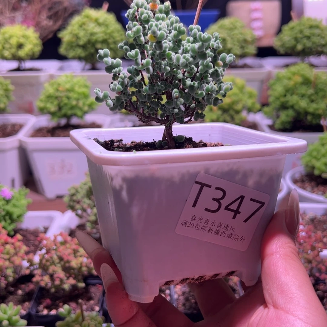 莱斯带盆土发货一物一拍