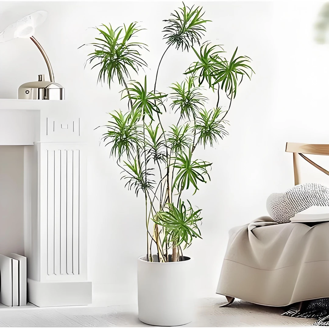 室内高端细叶百合竹绿植盆栽138