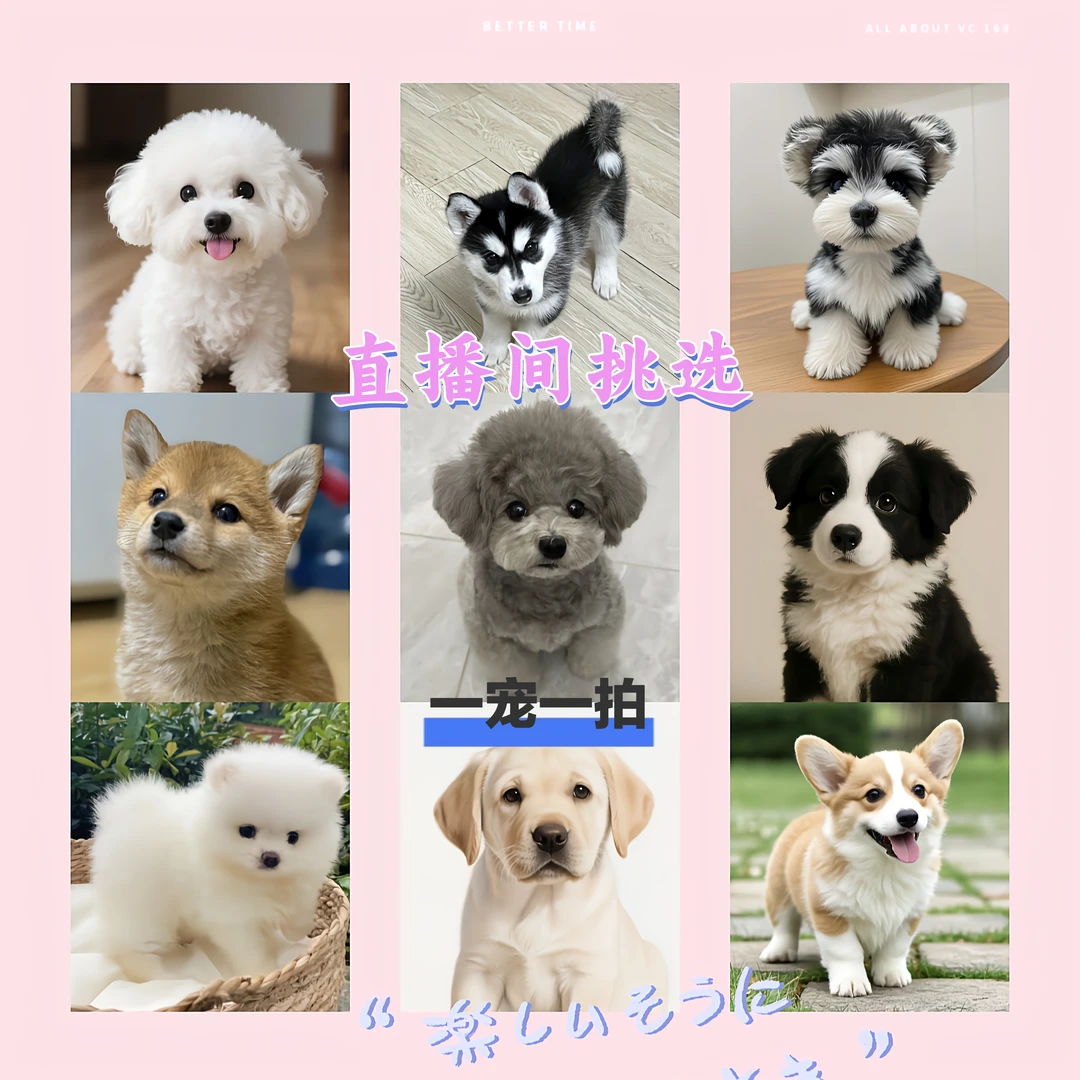 中华田园犬小型犬混血幼犬好养易活不掉毛