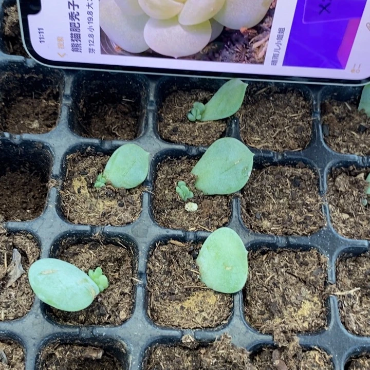 熊猫x27芽苗一个多肉