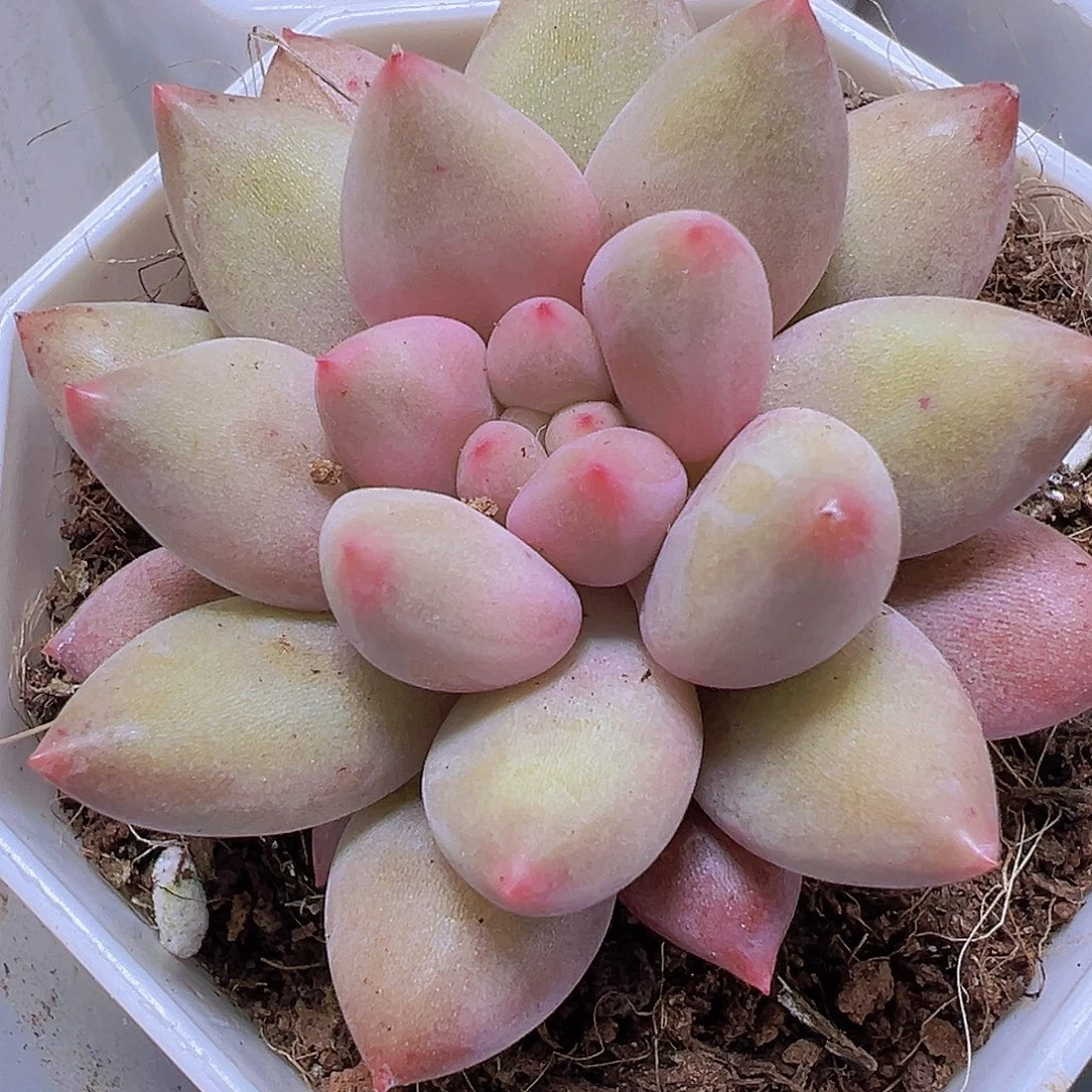 水晶球19包邮多肉植物