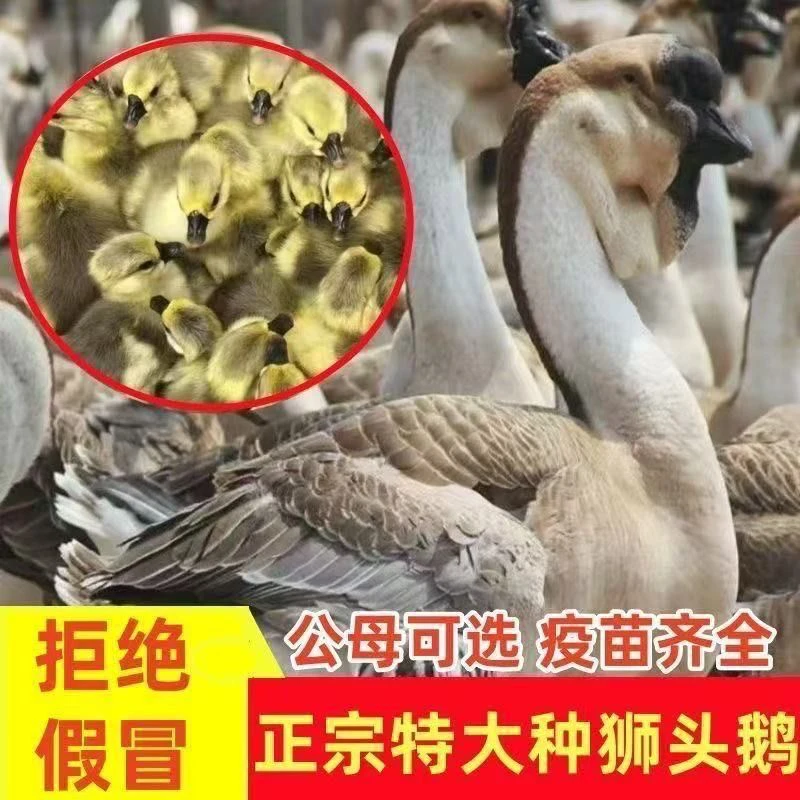 三两左右狮头娥鹅宠物活体