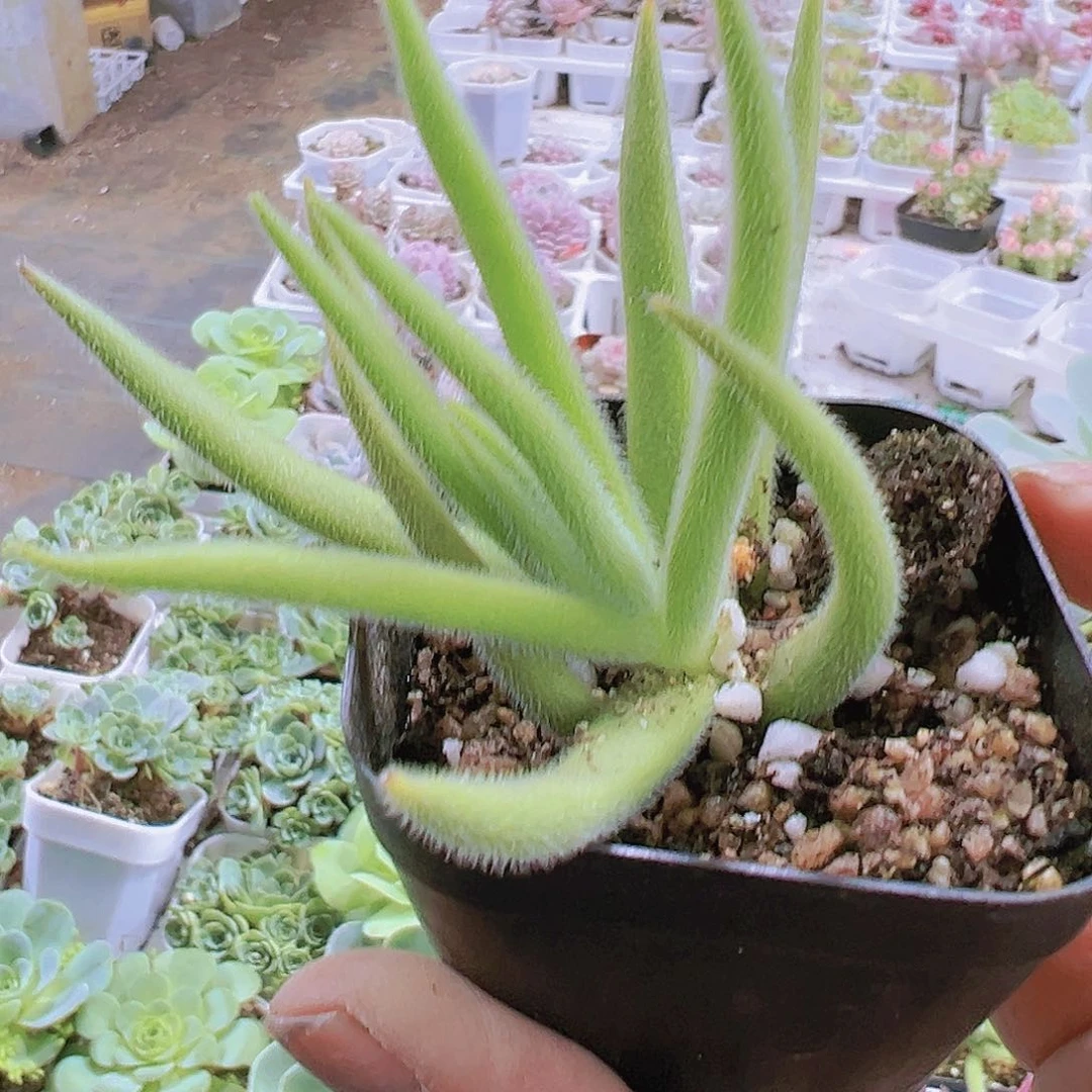 银狐多肉植物19包邮