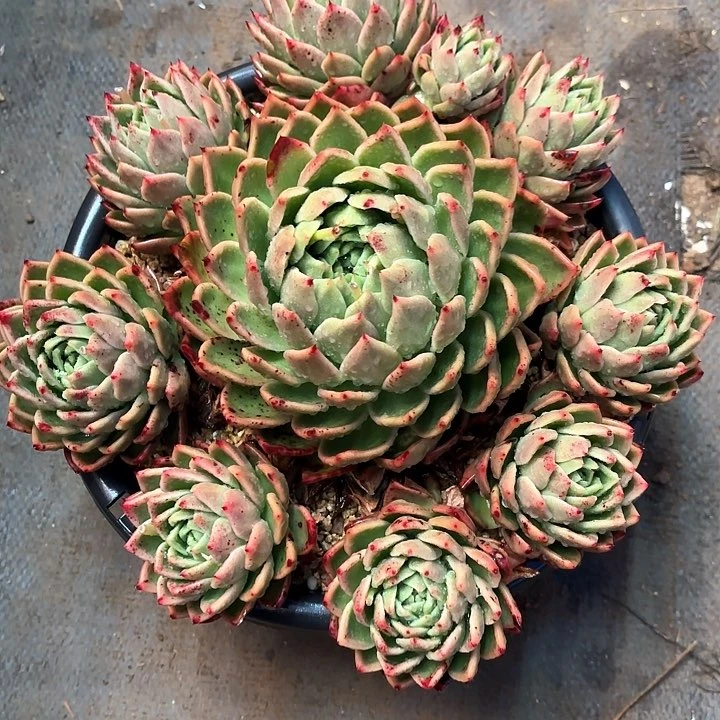 七****）多肉植物，红枫叶