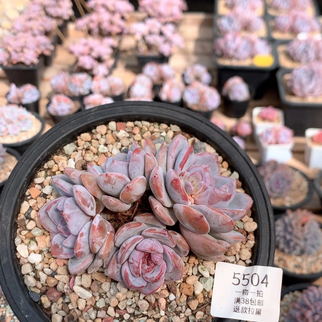 11.5厘米三头有砍石榴籽  5504