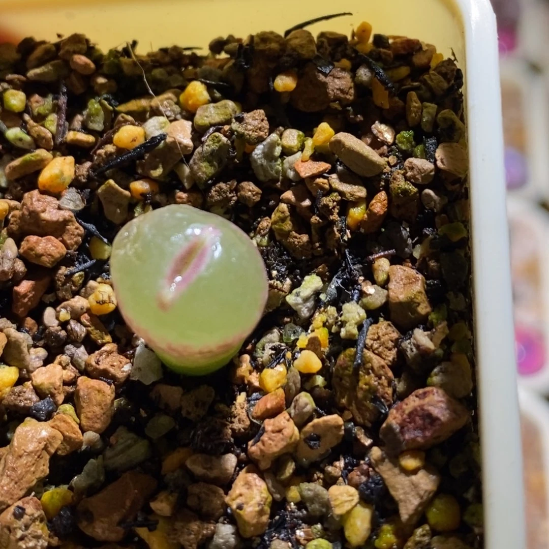 l***u优选粉女后代好看白窗