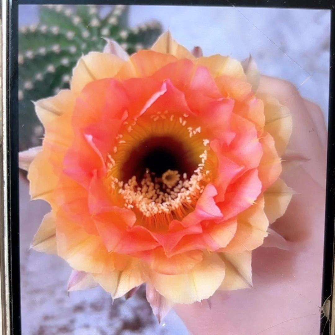 彩草1-11号6公分微瑕