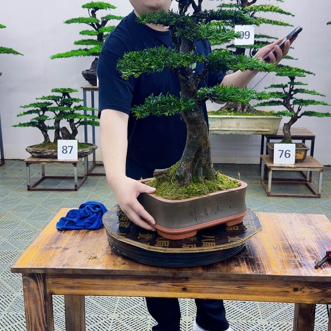 无花朵米叶罗汉松造型盆景