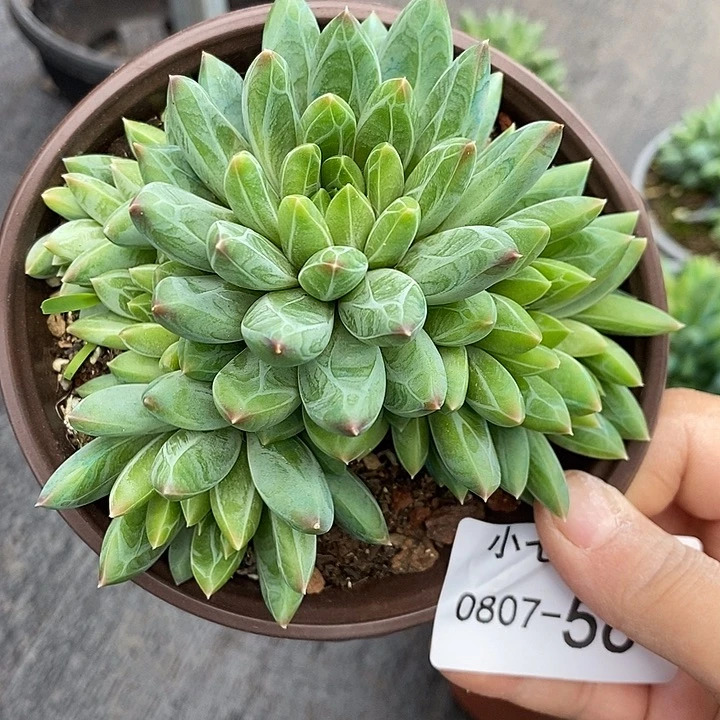 小***麻记得拍冷链甲骨文56