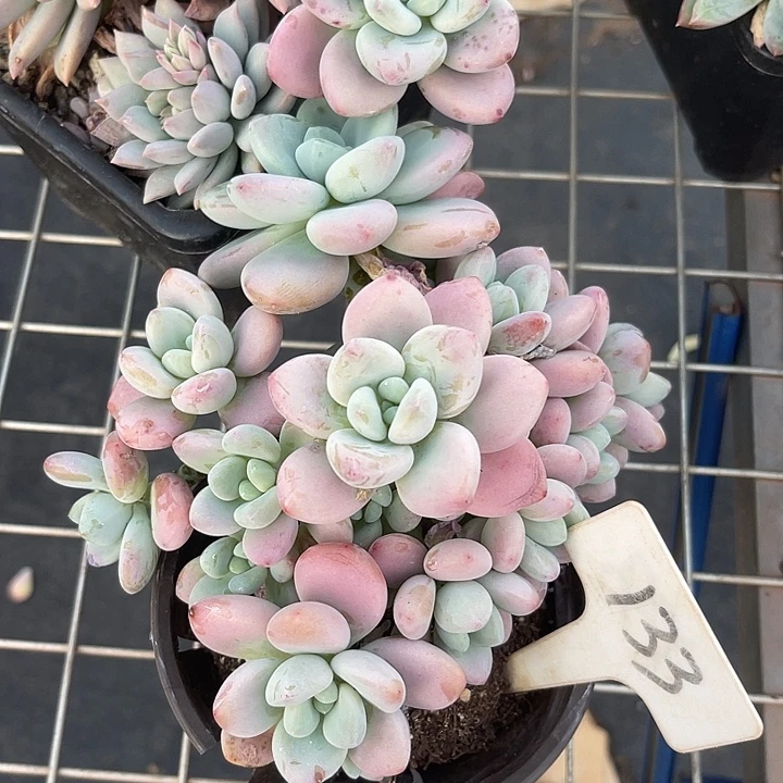 晨语多肉，一物一拍133洛神