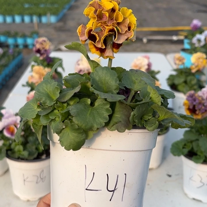 大部分花苞少量开放K41