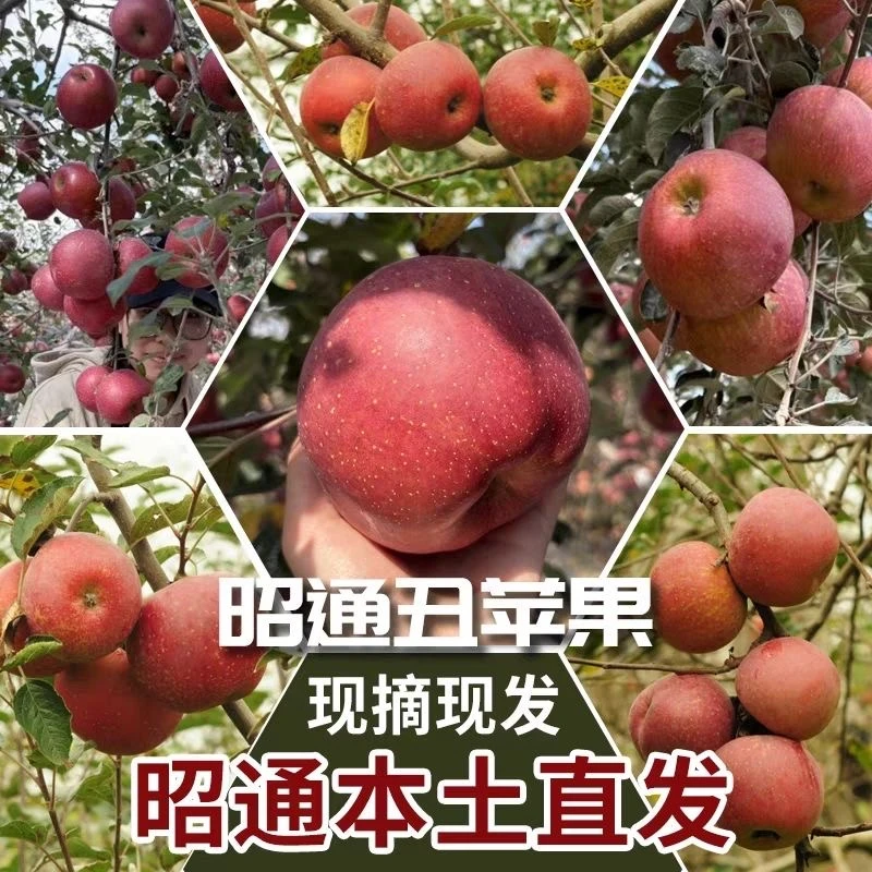 【扎西光头】云南昭通冰糖心丑苹果新鲜当季果园现摘现发