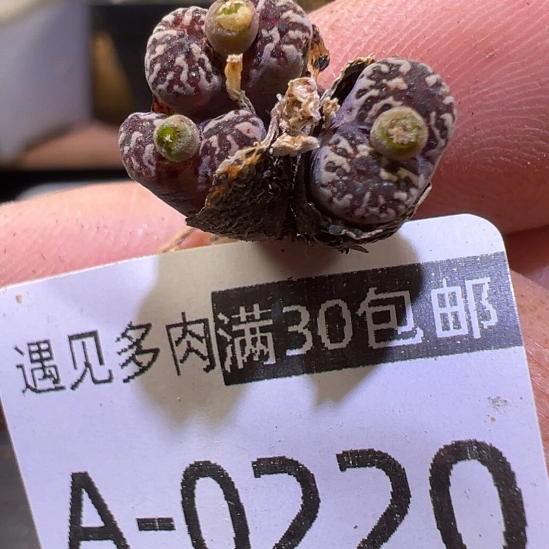 多肉植物1111111111111