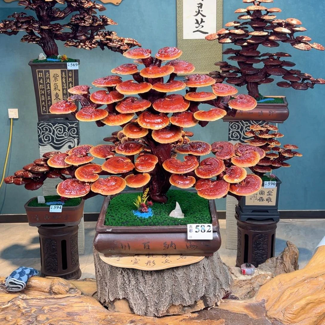 无花朵8688888888888