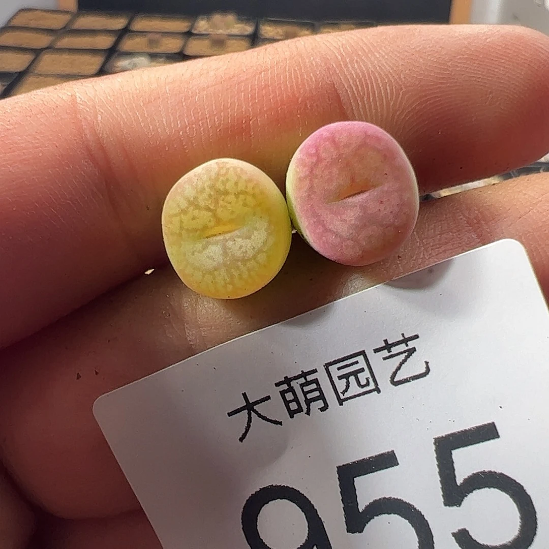 一物一拍。        955