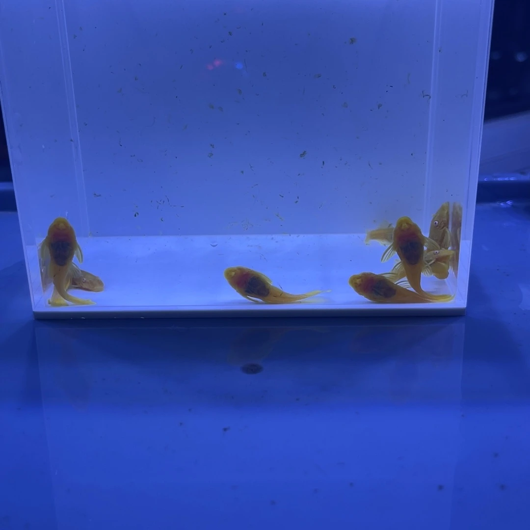孔雀鱼胡子十条开箱视频报损