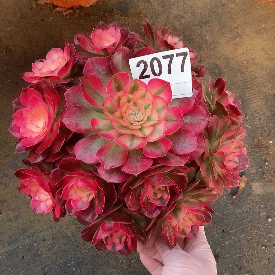 红陶2077荔枝4官服17.8