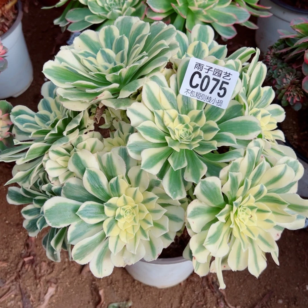 075迈巴赫雨子多肉植物