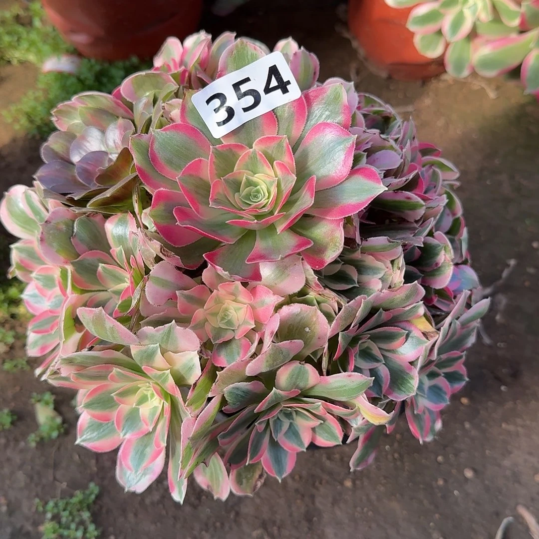 多肉植物邀约354号