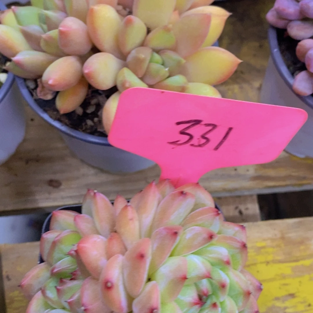 开心多肉，清货场1