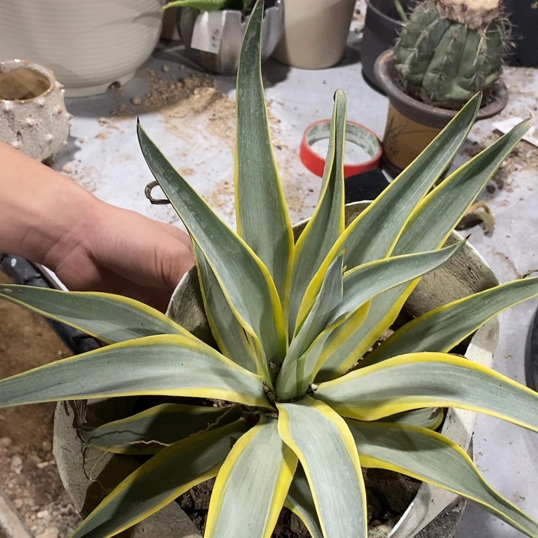 冠幅35公分左右。 22号