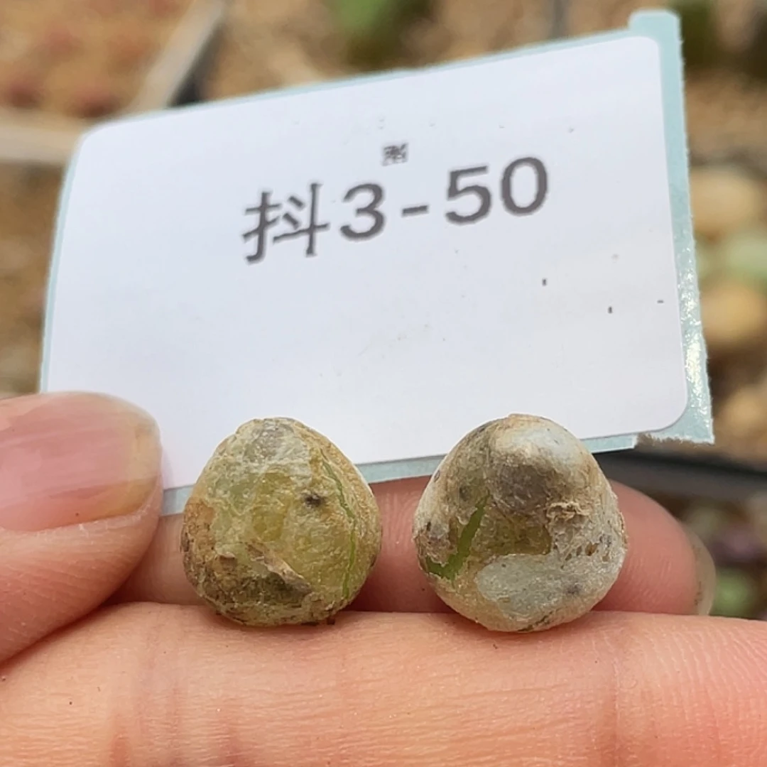 3-50灯泡多肉植物