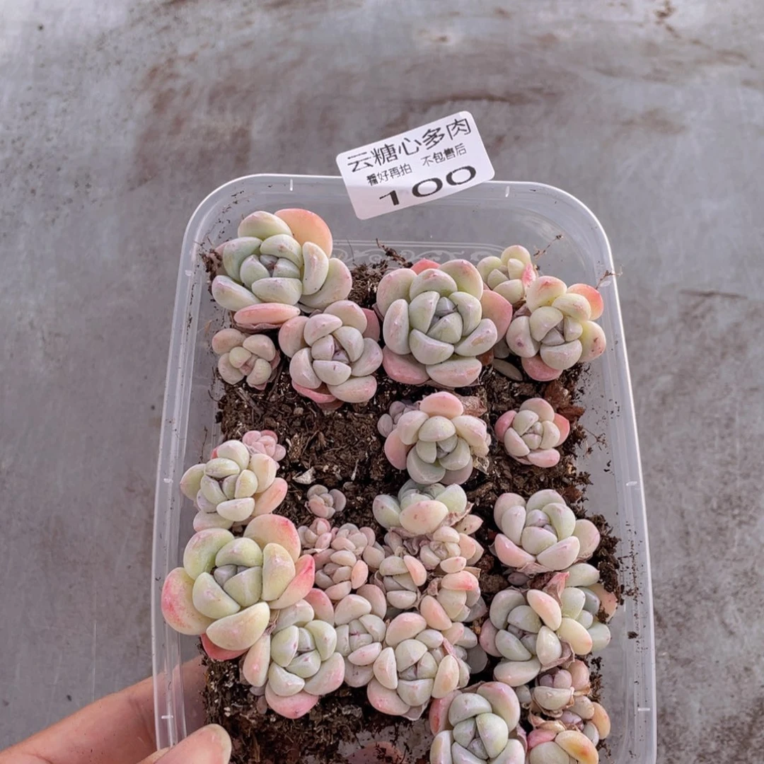 云糖心多肉植物100