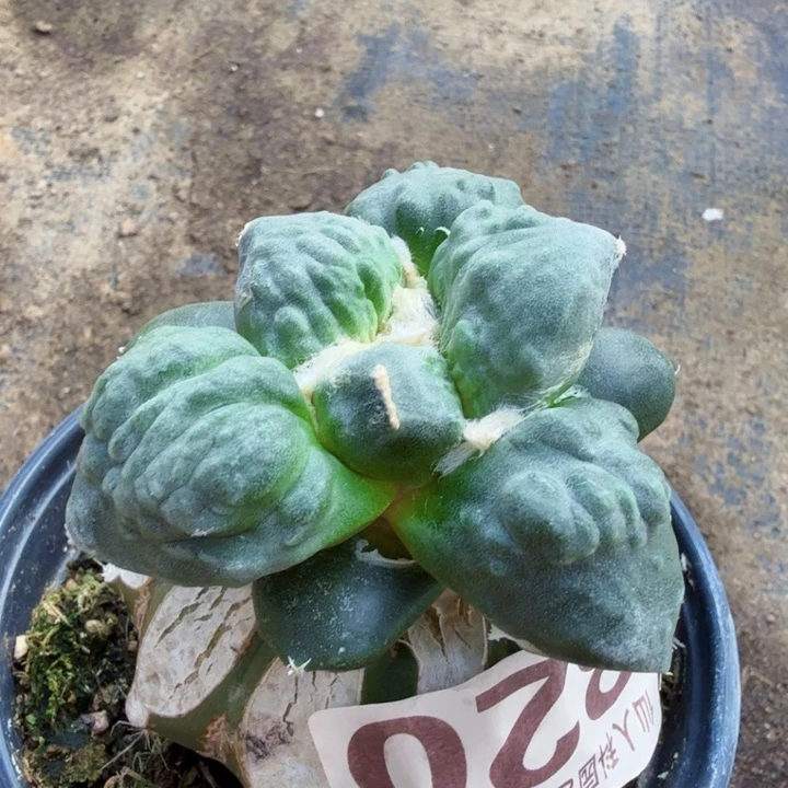 无花朵820栗源蛋怒牡丹西一