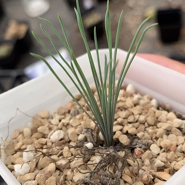 2347方便面弹簧草一颗。