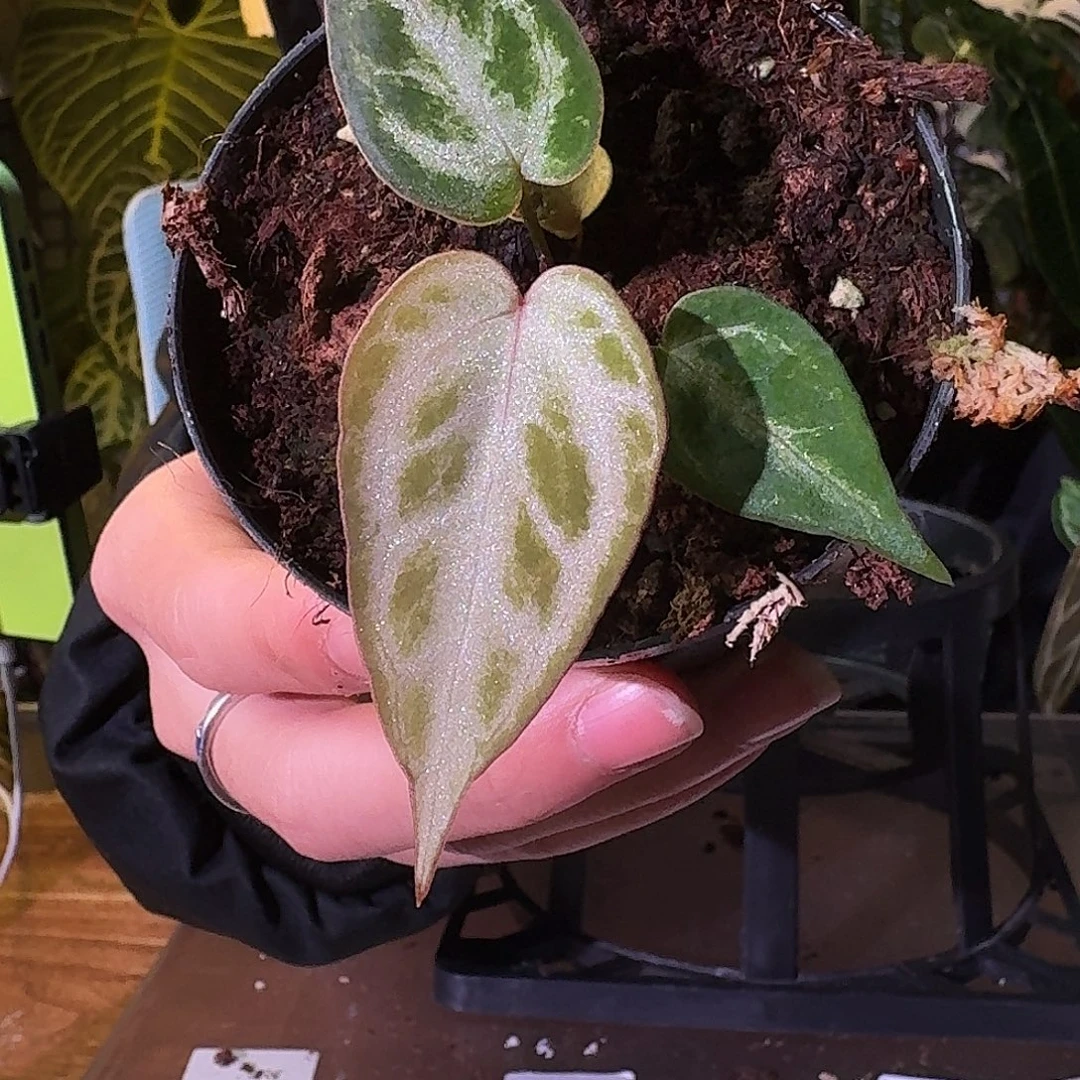 不开花植物G440skg银红叶损无售后