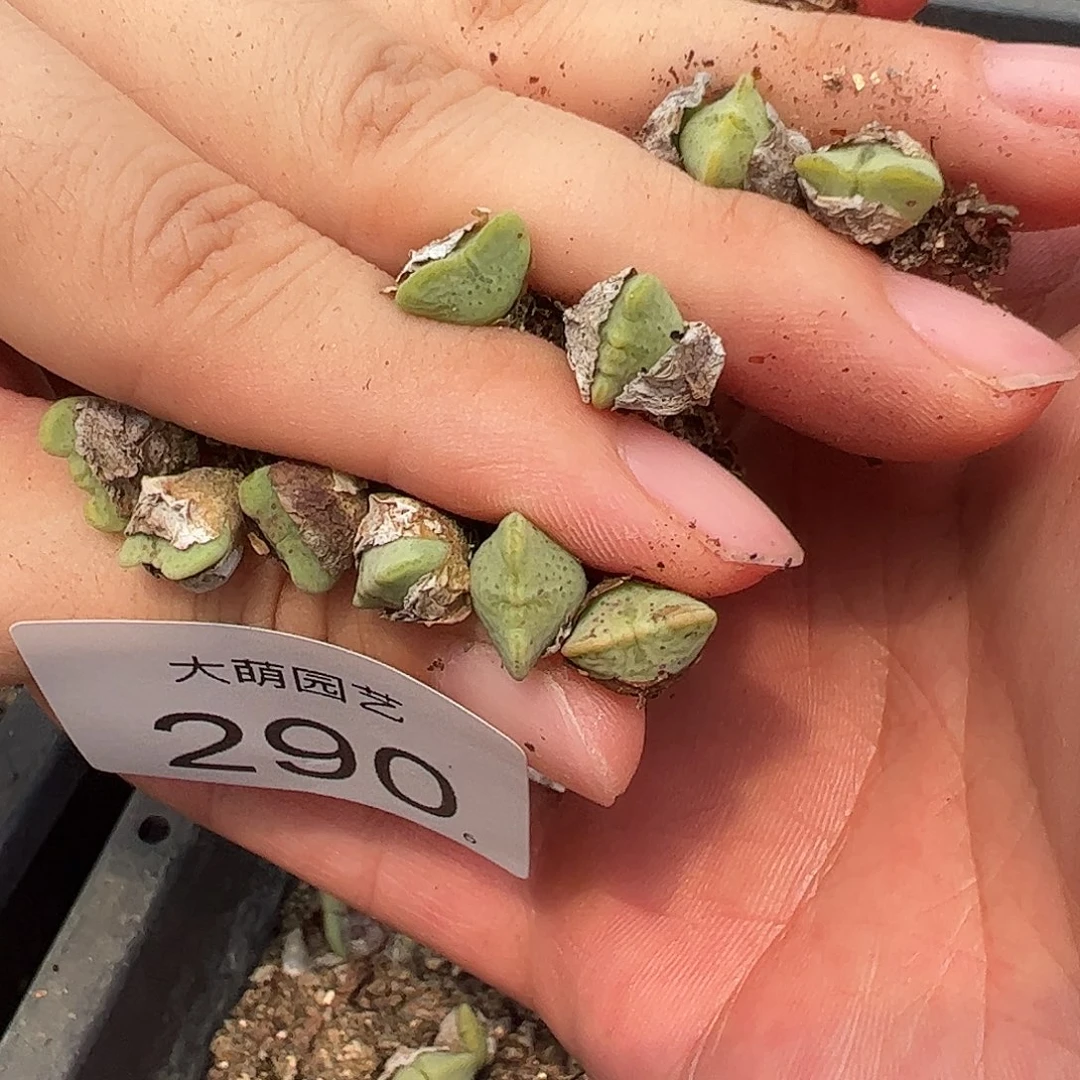 0000290量拍以下1颗1449.1麋鹿角