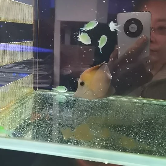 7+三角吊一条海水鱼