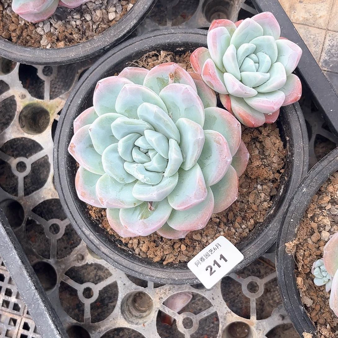 阿雅园艺。    211冰玉带腿