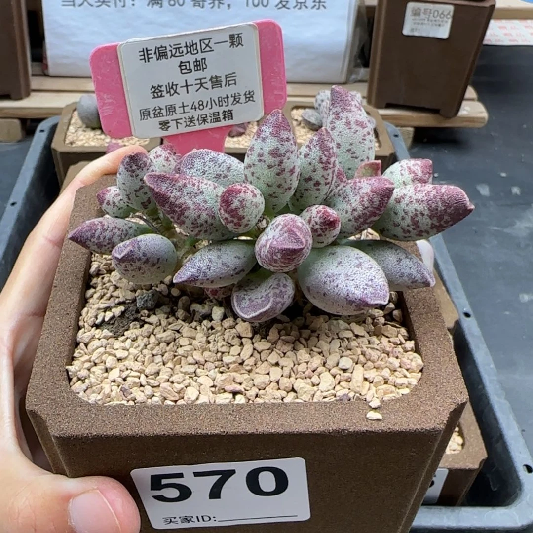 570艾薇多肉植物