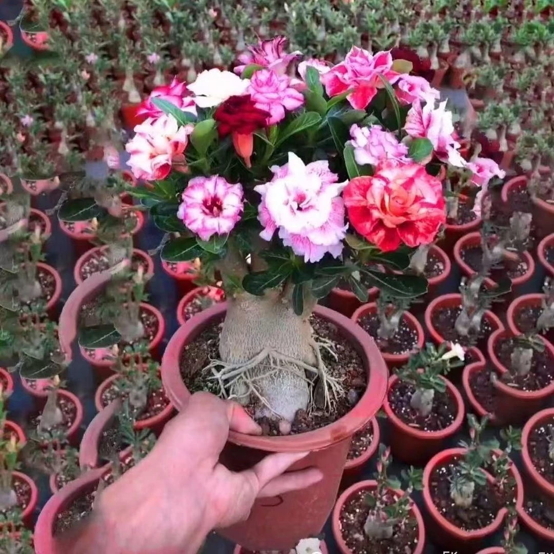 沙漠玫瑰四季花开好养花卉室内外小盆景庭院耐旱植物