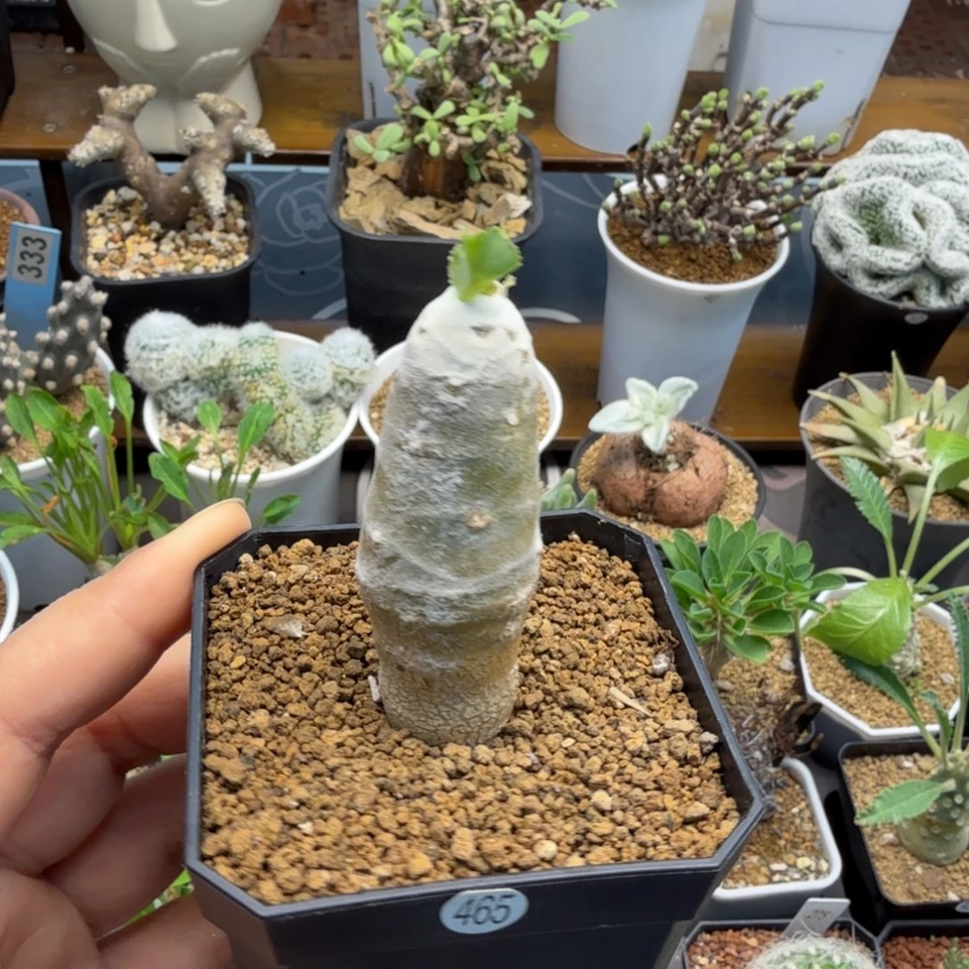 雪鹿厚墩菊465仙人掌