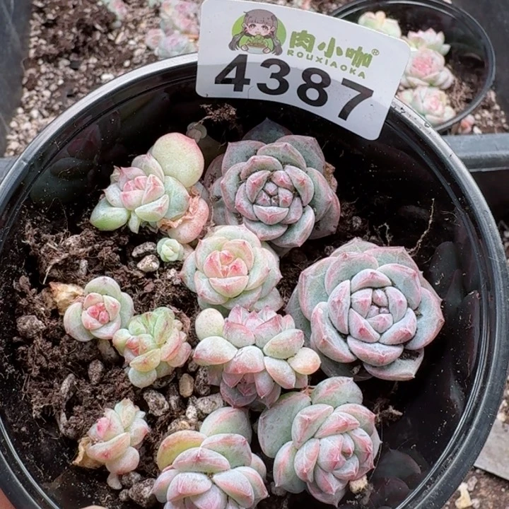 多肉植物多肉植物