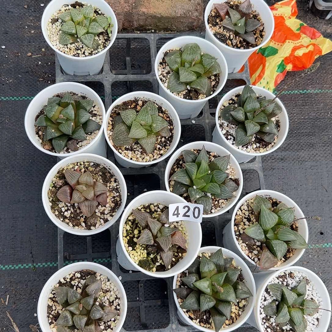 脱土发货十二卷多肉植物满