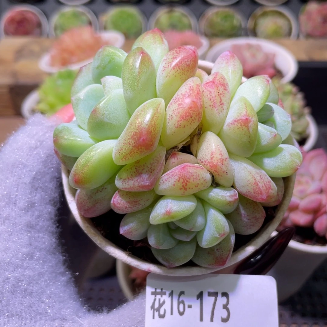 花利美16-173冰玉