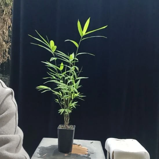 完全开放内门竹内门竹内门竹