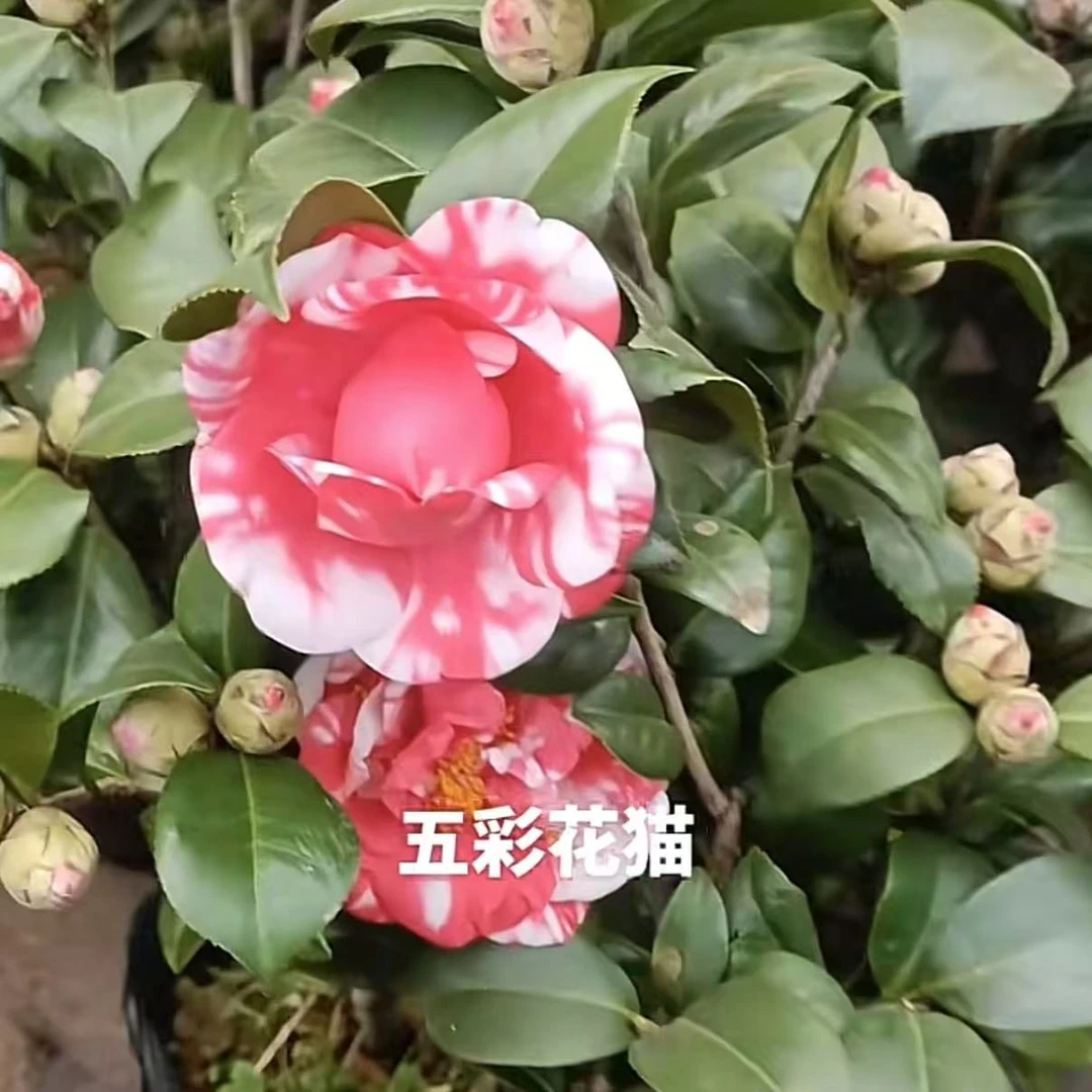 （花王）花猫山茶花·阳台花园庭院别墅盆栽地栽山茶花·