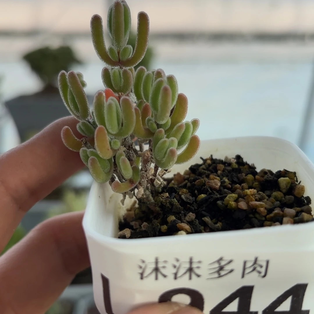 944实生红叶枝干福利