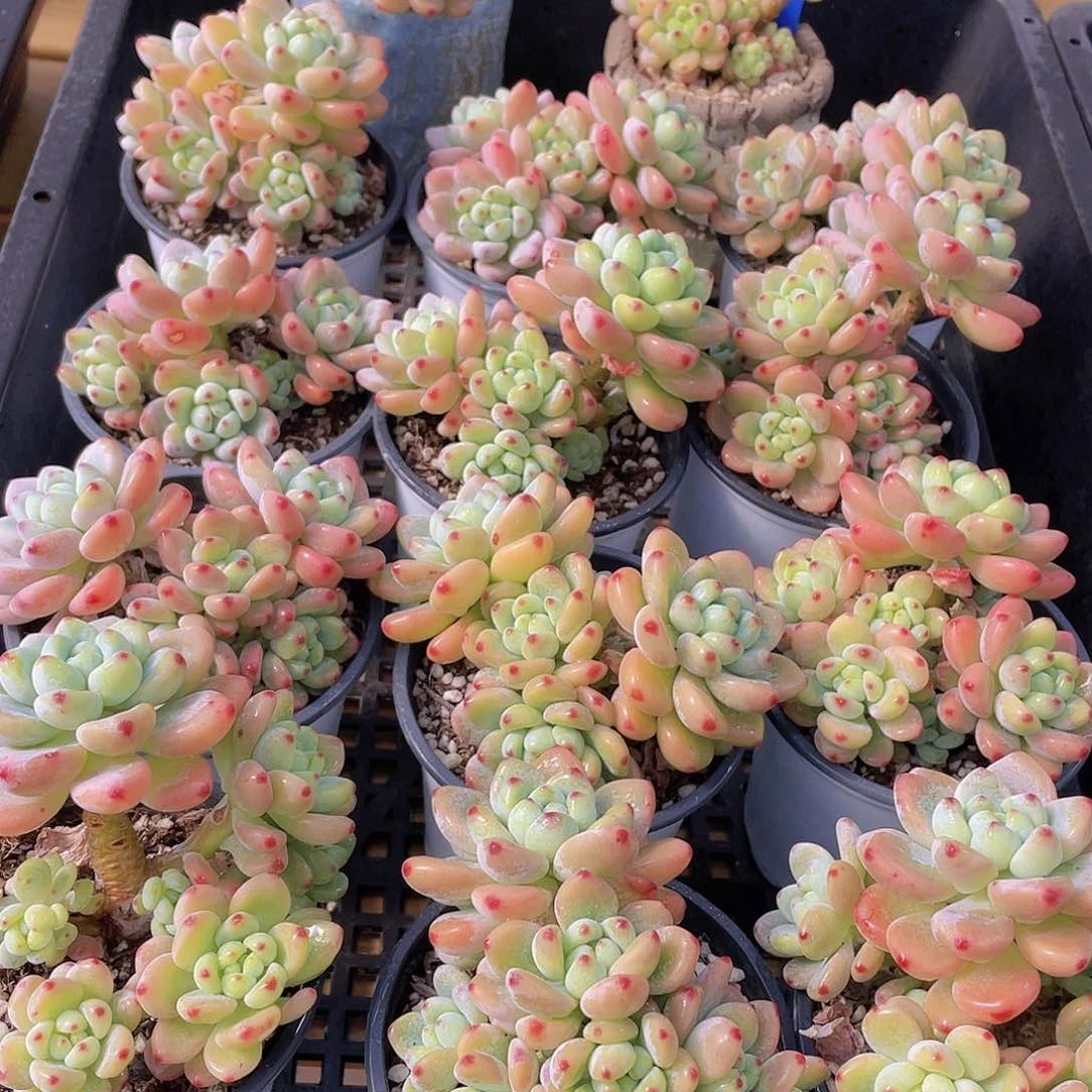 量拍61号 果冻胭脂劳尔大群生一个