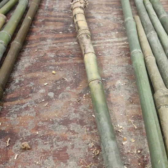 国***物实心玉竹手把件金条料